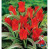 TULIPE GREIGII CHAPERON ROUGE