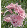 HIBISCUS PINK CHIFFON® jwnwood4
