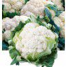 CHOU FLEUR MERVEILLE DE TOUTE SAISONS 