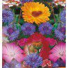TAPIS DE FLEURS COLOREES