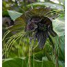 PLANTE CHAUVE SOURIS