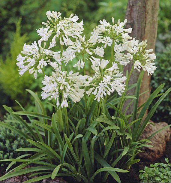 AGAPANTHE BLANCHE