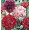 PAVOT DOUBLE FLEUR DE PIVOINE