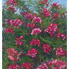 GREVILLEA JUNIPERINA