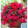 BEGONIA CASCADE ROSE