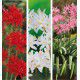 COLIBRIANT 6 NERINES : 1 ROUGE + 2 BLANCHES + 3 ROSES