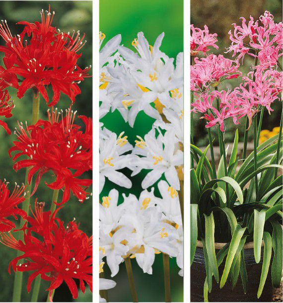 COLIBRIANT 6 NERINES : 1 ROUGE + 2 BLANCHES + 3 ROSES