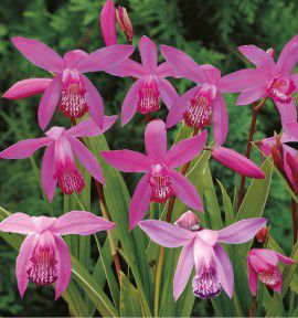 ORCHIDEE RUSTIQUE