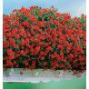 GERANIUM LIERRE RAINBOW RED