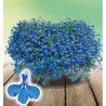 LOBELIA PLEUREUR TECHNO® BLUE
