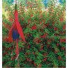 FUCHSIA RICCARTONII