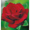 ROSIER BUISSON POEMA