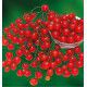 TOMATE GRAPPE CERISE SWEET 100