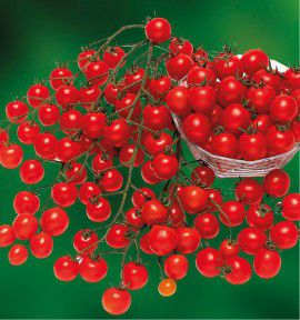 TOMATE GRAPPE CERISE SWEET 100 A PLANTER