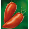 TOMATE CORNUE DES ANDES - PLANTS
