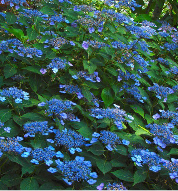 HORTENSIA MAGIC SEDUCTION ANNIE'S BLUE
