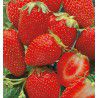 FRAISIER OSTARA
