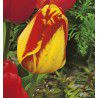 TULIPE SUPER DARWIN BANJA LUKA