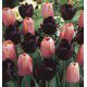 COLLECTION 20 TULIPES SIMPLES TARDIVES