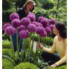 ALLIUM GLADIATOR