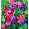 FUCHSIA VIVACE DOLLAR PRINCESS