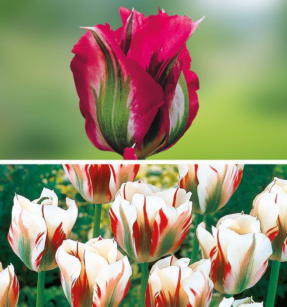 COLIBRIANT 14 TULIPES VIRIDIFLORA : 10 DOLL'S MINUET + 4 FLAMING SPRING GREEN