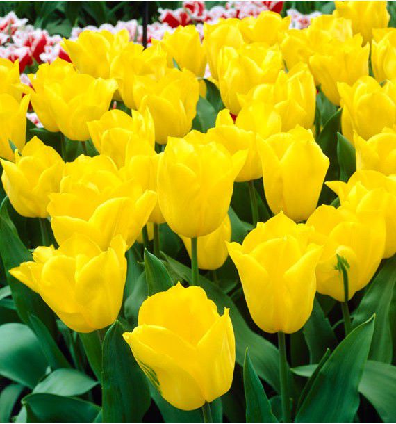 TULIPE TRIOMPHE STRONG GOLD