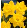 NARCISSE DUTCH MASTER