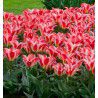 TULIPE BOTANIQUE GREIGII PLAISIR
