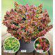 ABELIA KALEIDOSCOPE