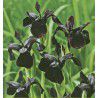 IRIS CHRYSOGRAPHES