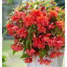 BEGONIAS CASCADE SAUMON