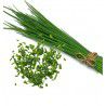 CIBOULETTE A SEMER