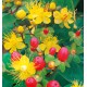 HYPERICUM MAGICAL® RED FAME