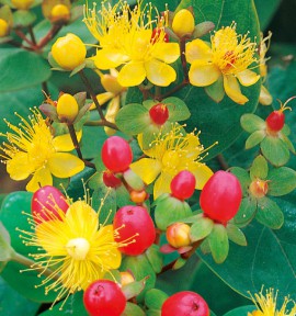 HYPERICUM MAGICAL® RED FAME