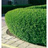 TROÈNE VERT