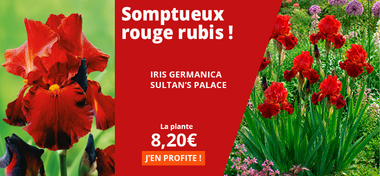 Somptueux rouge rubis !