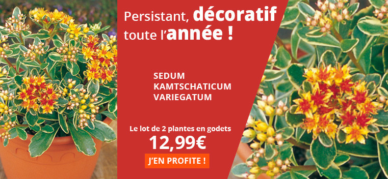 Persistant, d&eacute;coratif toute l'ann&eacute;e !