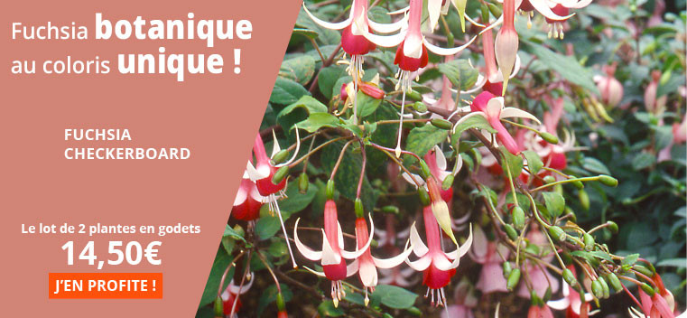 Fuchsia botanique au coloris unique !