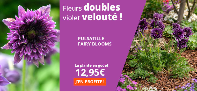 Fleurs doubles, violet velout&eacute; !