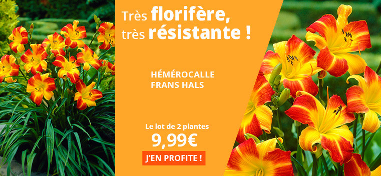 Tr&egrave;s florif&egrave;re, tr&egrave;s r&eacute;sistante !