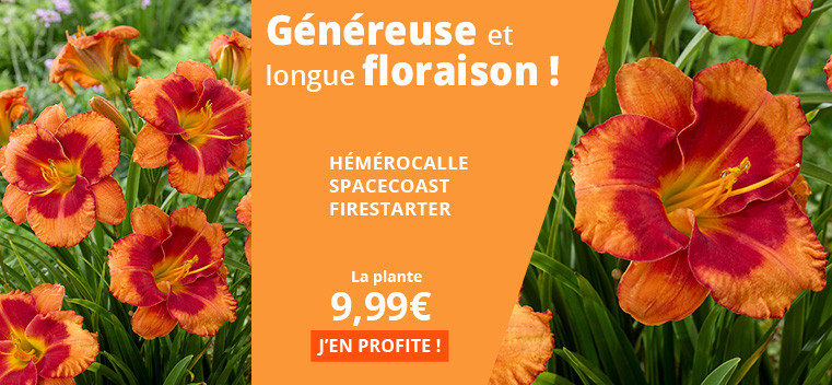 G&eacute;n&eacute;reuse et longue floraison !